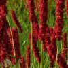 Persicaria Amplexicaulis Firedance